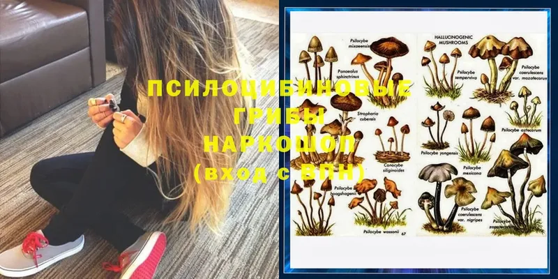 Псилоцибиновые грибы Psilocybe  Минусинск 